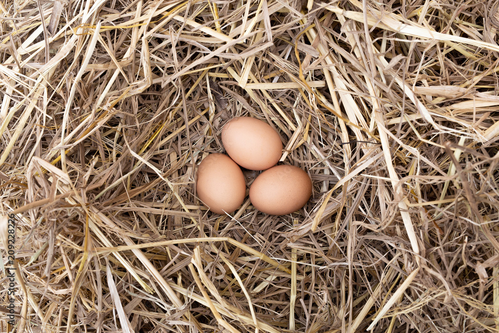 Eggs in the straw nest. Top view and Copy space