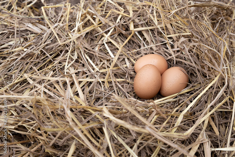 Eggs in the straw nest. Top view and Copy space Eggs in the straw nest. Top view and Copy space