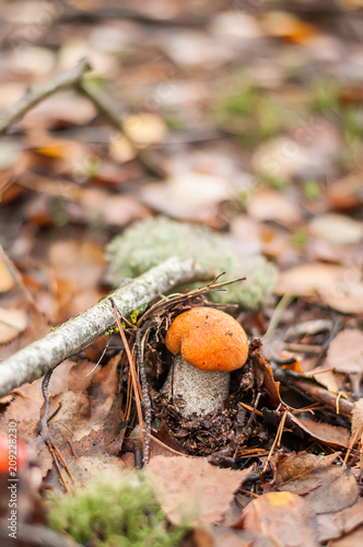 A small mushroom squeegee with a red hat among the autumn leaves in the forest. 