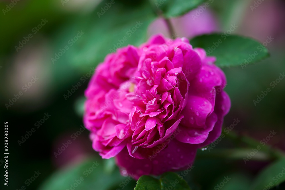 A dark pink rose blooms in a summer garden.