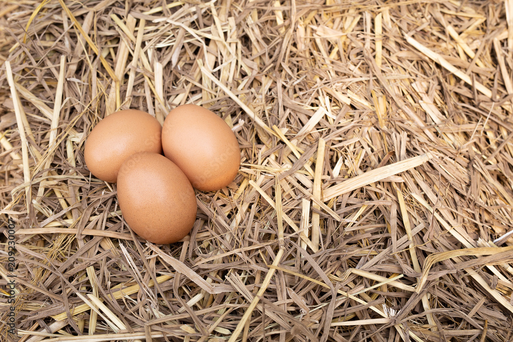 Eggs in the straw nest. Top view and Copy space Eggs in the straw nest. Top view and Copy space