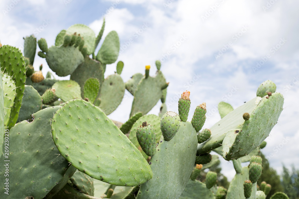 Prickly pear cactus (Opuntia, ficus-indica, Indian fig opuntia) with fruits Prickly pear cactus (Opuntia, ficus-indica, Indian fig opuntia) with fruits