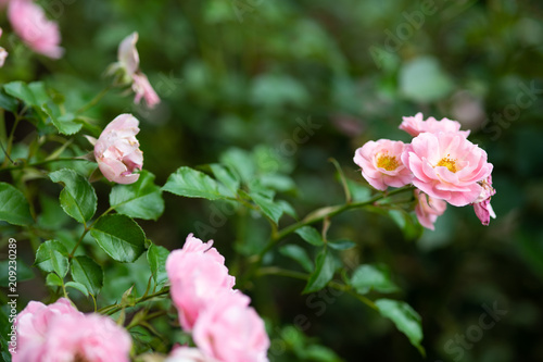 ピンク色のばら「サマーウィンド」の花