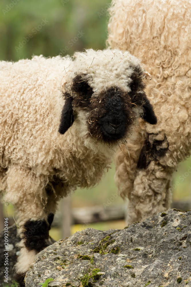 Fototapeta premium Valais black nose with soft bokeh
