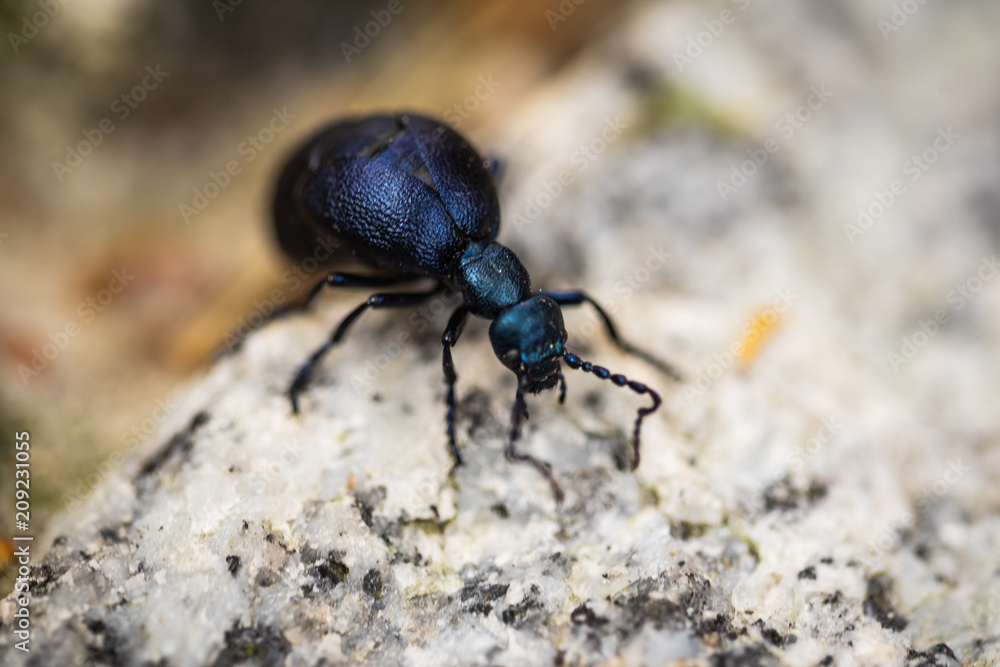 Beatle insect in garden closeup macro Beatle insect in garden closeup macro