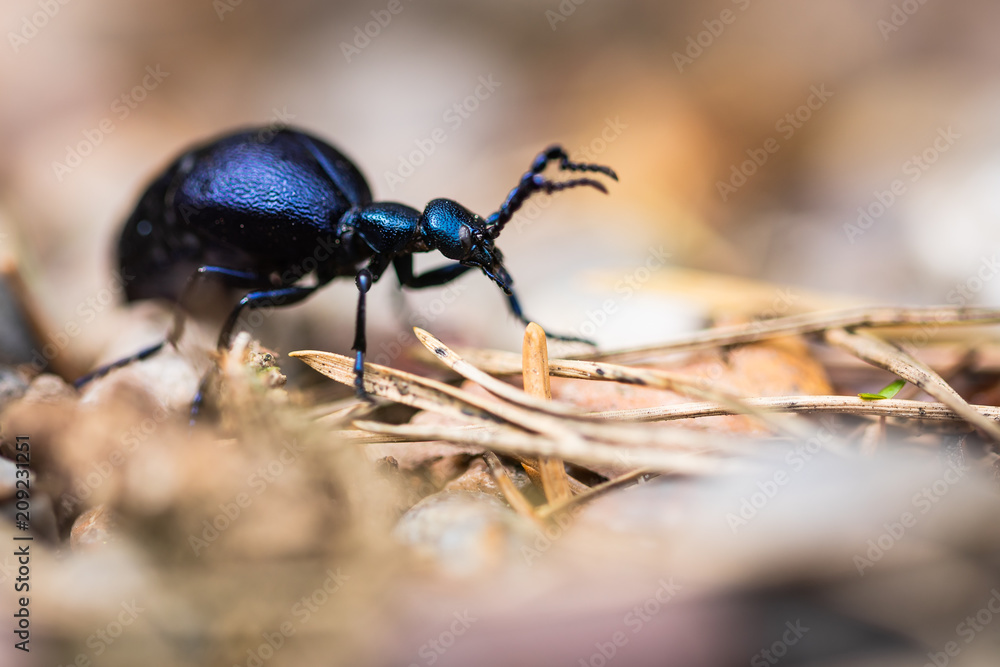 Beatle insect in garden closeup macro Beatle insect in garden closeup macro