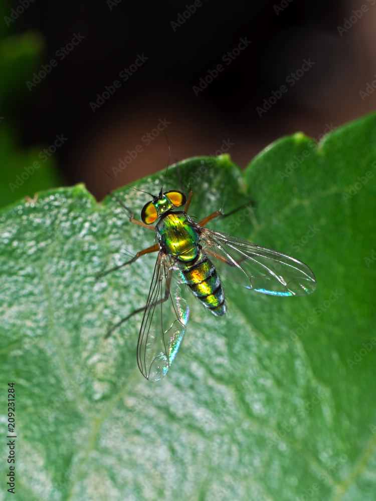 Macro Photo of Beautiful Fly on Green Leaf Isolated on Background Macro Photo of Beautiful Fly on Green Leaf Isolated on Background