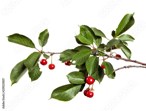 Fototapete Cherry tree branch with red cherry berries and green foliage on a white isolated background