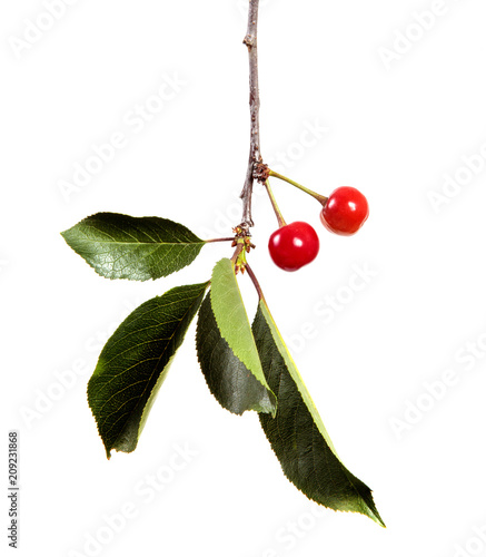 Cherry tree branch with red cherry berries and green foliage on a white isolated background.