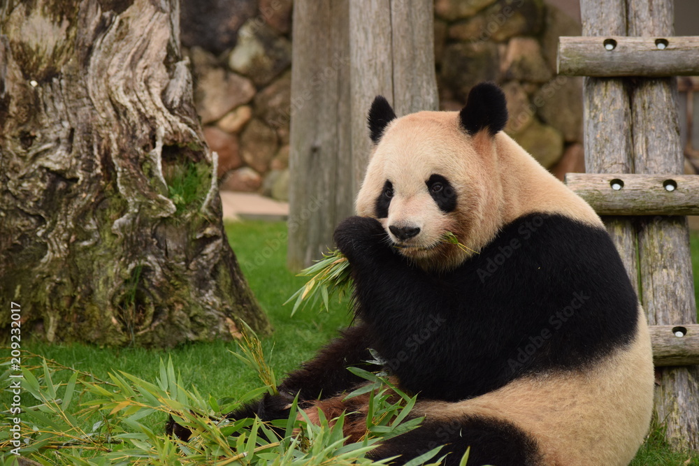 Fototapeta premium Panda