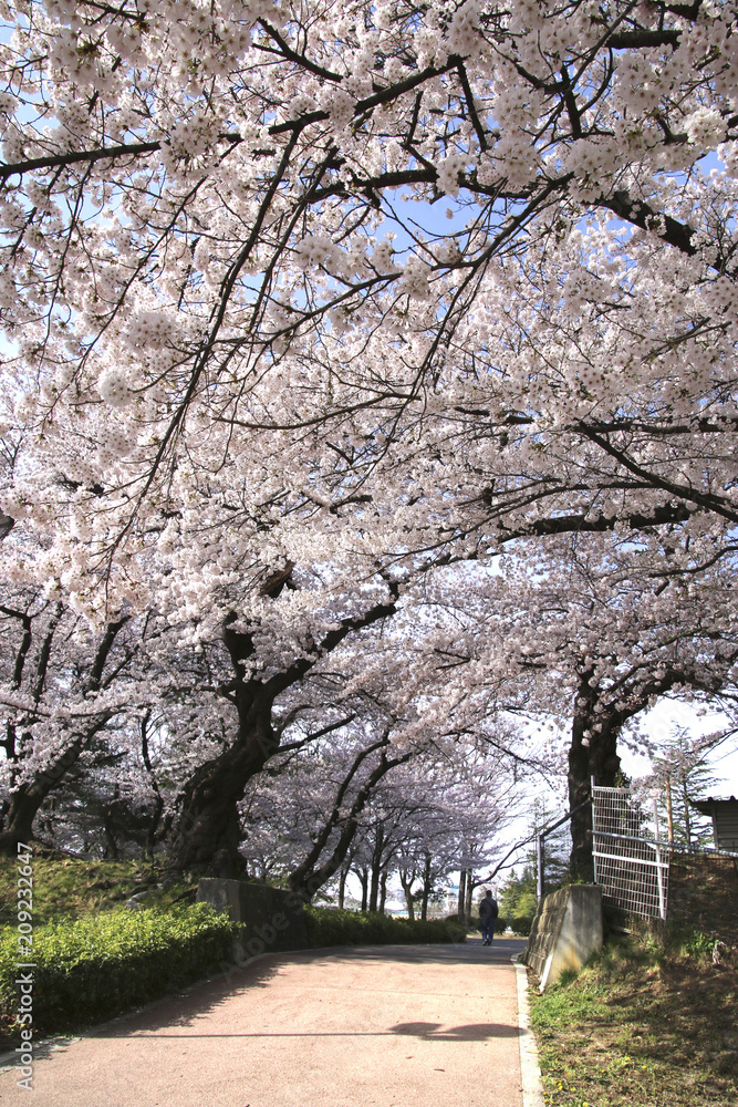 開成山公園の桜（福島県・郡山市）