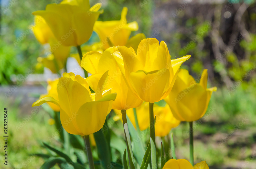 Spring background with beautiful yellow tulips Spring background with beautiful yellow tulips