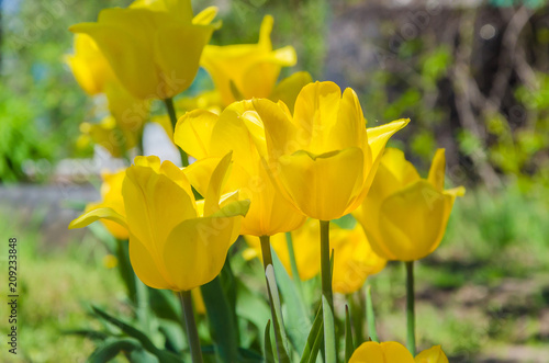 Fototapeta Naklejka Na Ścianę i Meble -  Spring background with beautiful yellow tulips