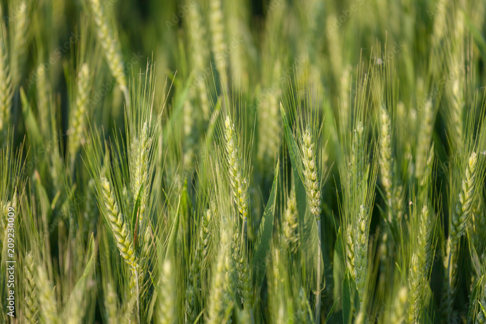 close up on green wheat ears on late spring close up on green wheat ears on late spring