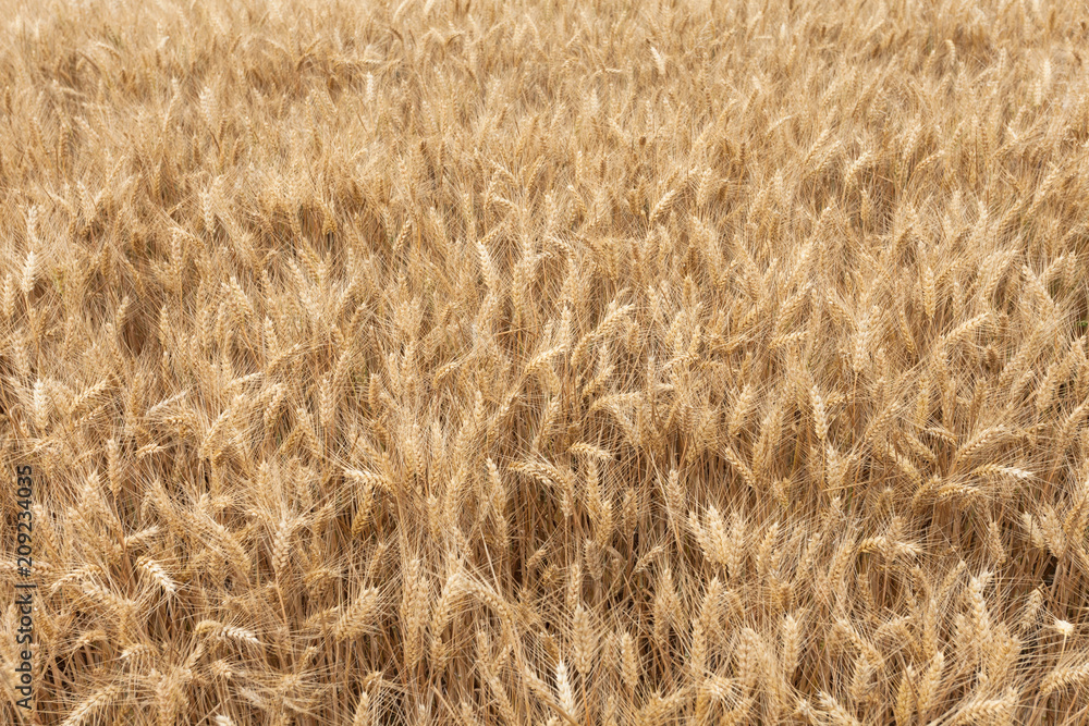 close up on ripe wheat ears on reaping time close up on ripe wheat ears on reaping time