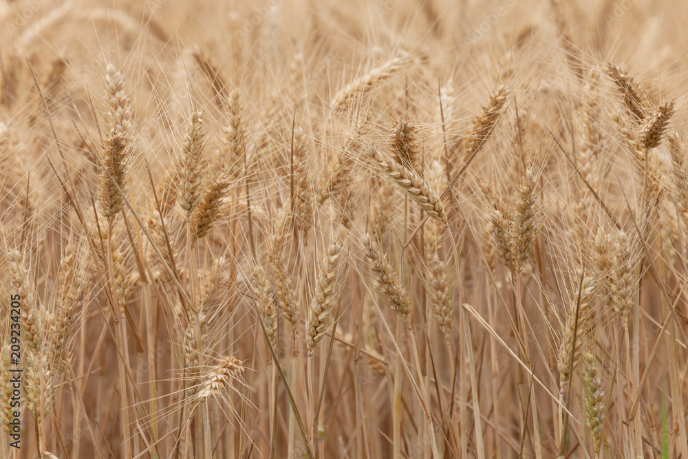 close up on ripe wheat ears on reaping time close up on ripe wheat ears on reaping time