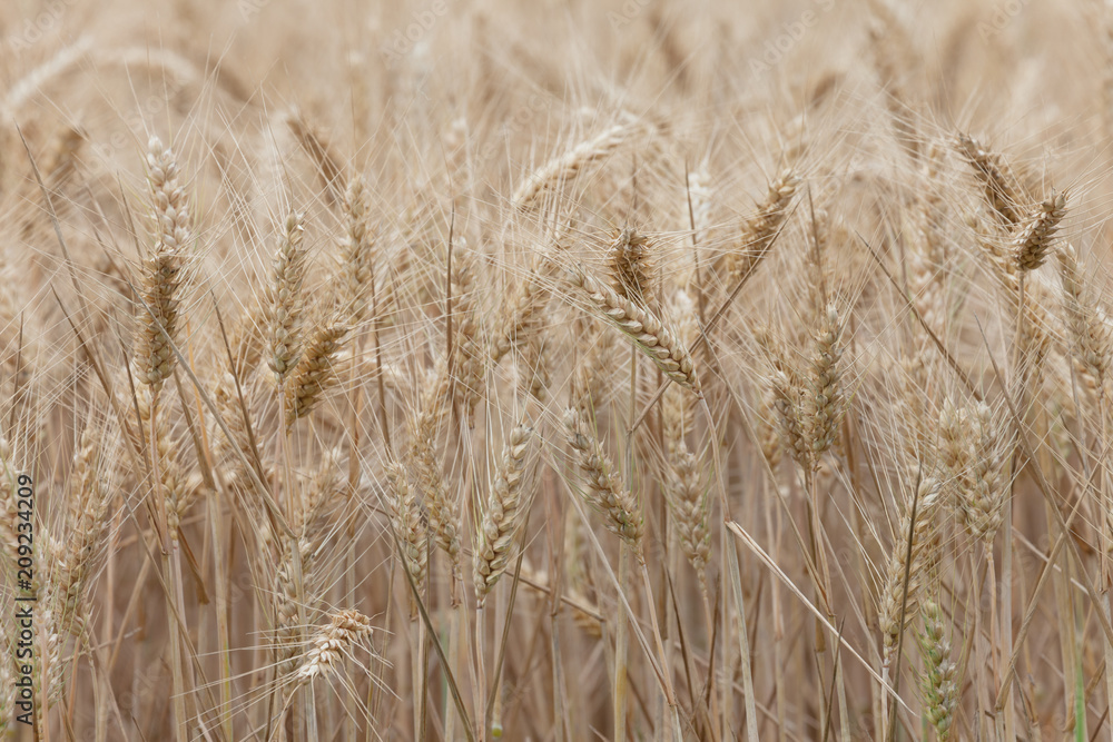 close up on ripe wheat ears on reaping time close up on ripe wheat ears on reaping time