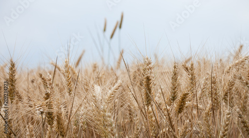 close up on ripe wheat ears on reaping time