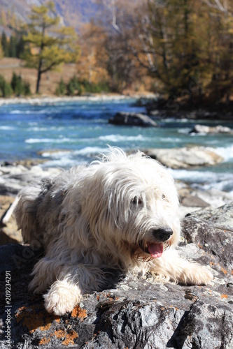 The dog on the bank of a mountain river © Svetlana