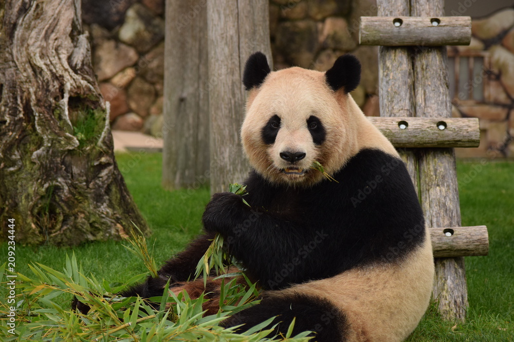 Obraz premium Panda
