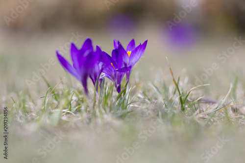 Crocus