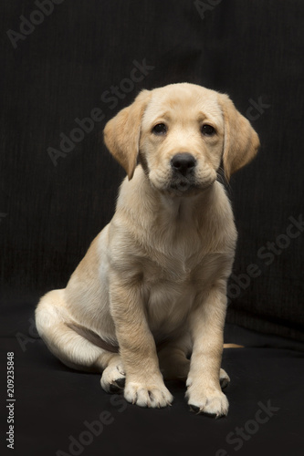 Labrador pup zit met grappige snoet