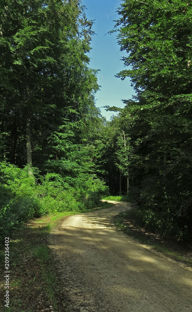 tourist trail in misty woods with old gravel winding road tourist trail in misty woods with old gravel winding road