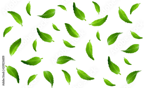 fresh mint leaves isolated on white background pattern