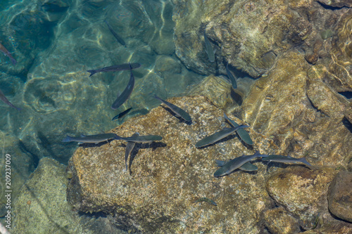 Fische im klaren Hafenwasser von Purto Mogan