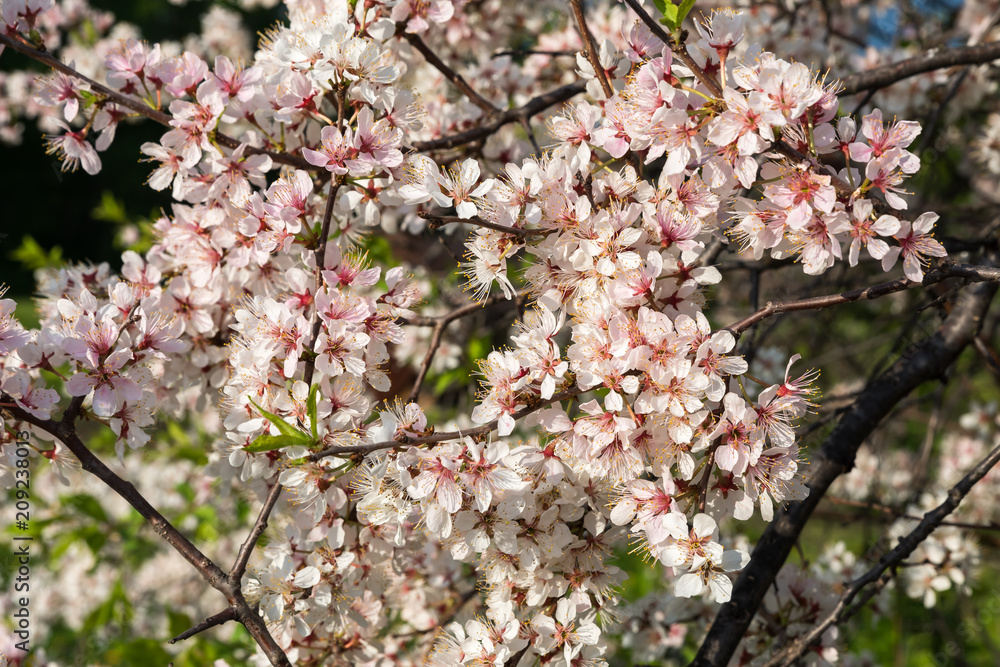 Flowering branch of a cherry tree Flowering branch of a cherry tree