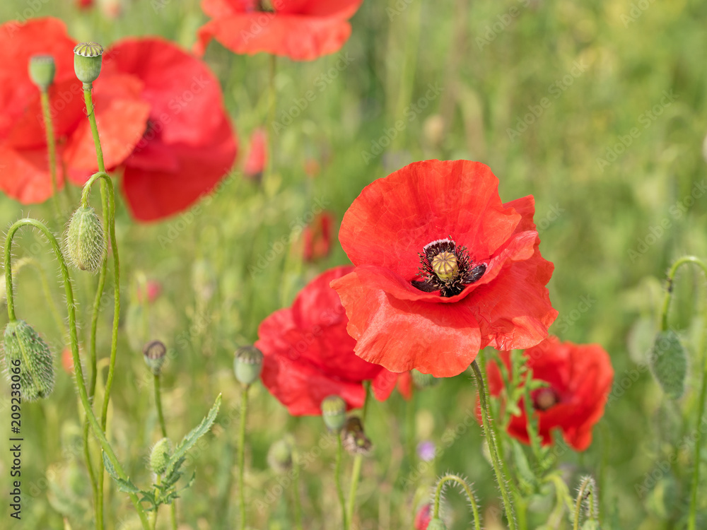 Blühender Klatschmohn, Papaver rhoeas Blühender Klatschmohn, Papaver rhoeas