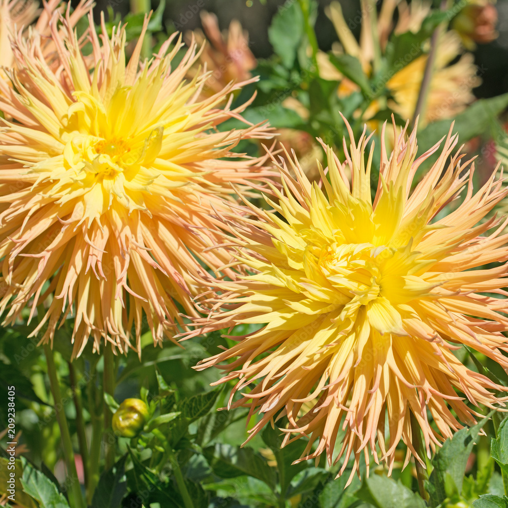 Dahlien, Dahlias Dahlien, Dahlias