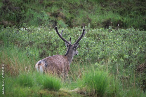 Red Deer with Antler Velvet in Scottish Highlands