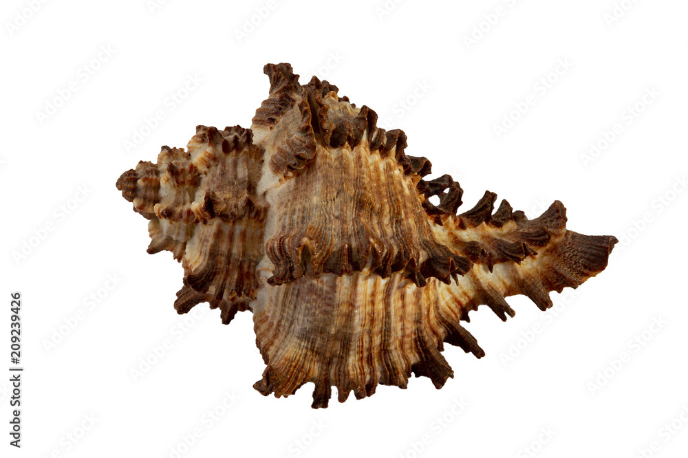 Obraz premium seashell