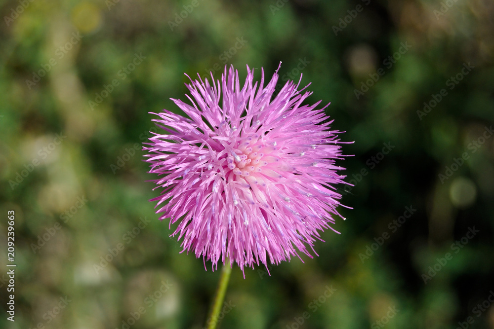Flor silvestre mimosa Flor silvestre mimosa