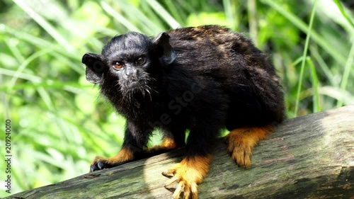 Golden handed Tamarin. Tamarin Saguinus midas sitting on branch. Wild life animal.  photo