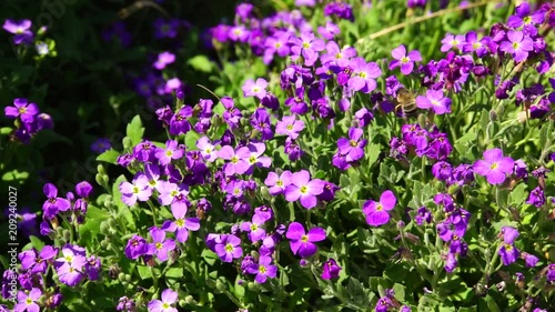 Inflorescences of purple Phlox subulata with green leaves with a bee Anthophora plumipes collecting a pewter and nectar in the foothills of the Caucasus photo