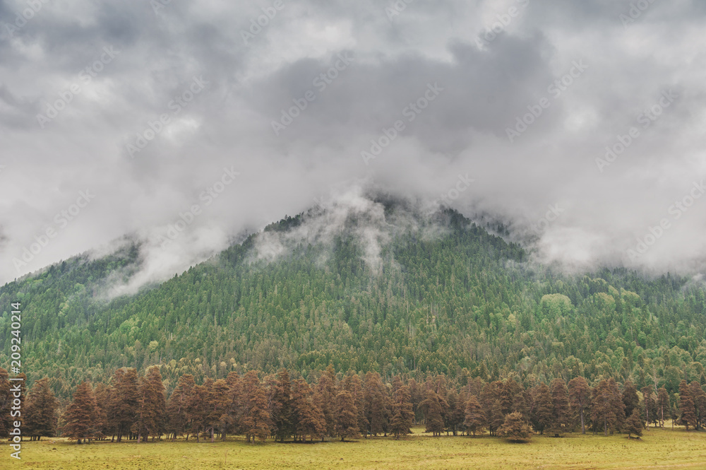 Gloomy landscape with mountains in clouds and forest