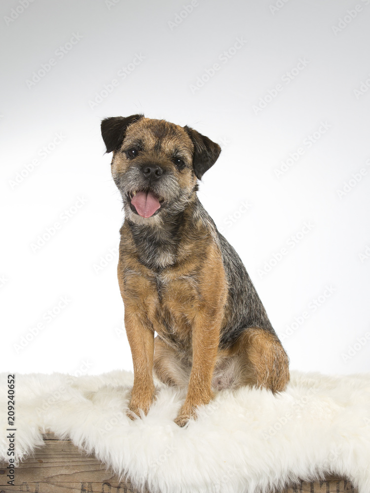 Border terrier dog portrait. Image taken in a studio with white background. Border terrier dog portrait. Image taken in a studio with white background.