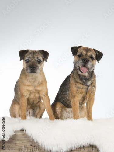 Border terrier dog portrait. Image taken in a studio with white background.