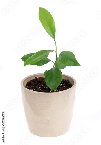 young indoor citrus plant