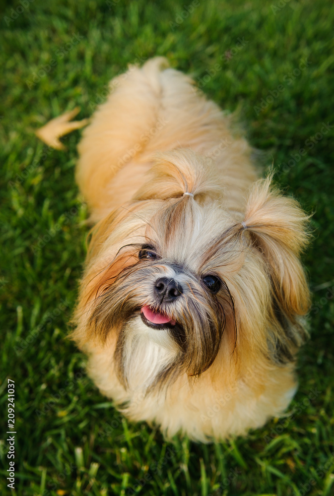 Shih Tzu dog outdoor portrait standing on grass looking up