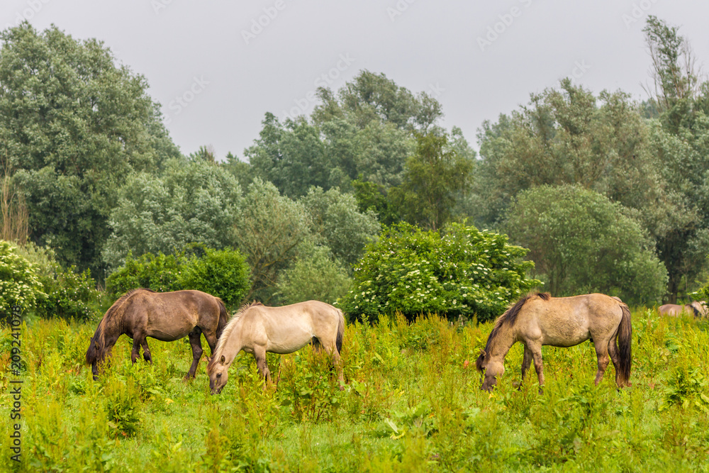 wild konik horses grazing in Dutch Oostvaardersplassen nature reserve wild konik horses grazing in Dutch Oostvaardersplassen nature reserve