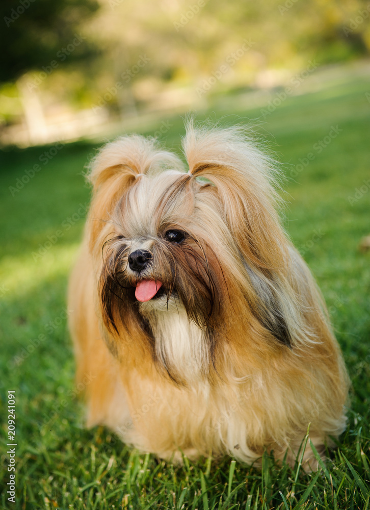 Shih Tzu dog outdoor portrait standing in grass Shih Tzu dog outdoor portrait standing in grass