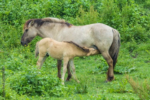 konik horse foal drinking from mother in Oostvaardersplassen nature reserve