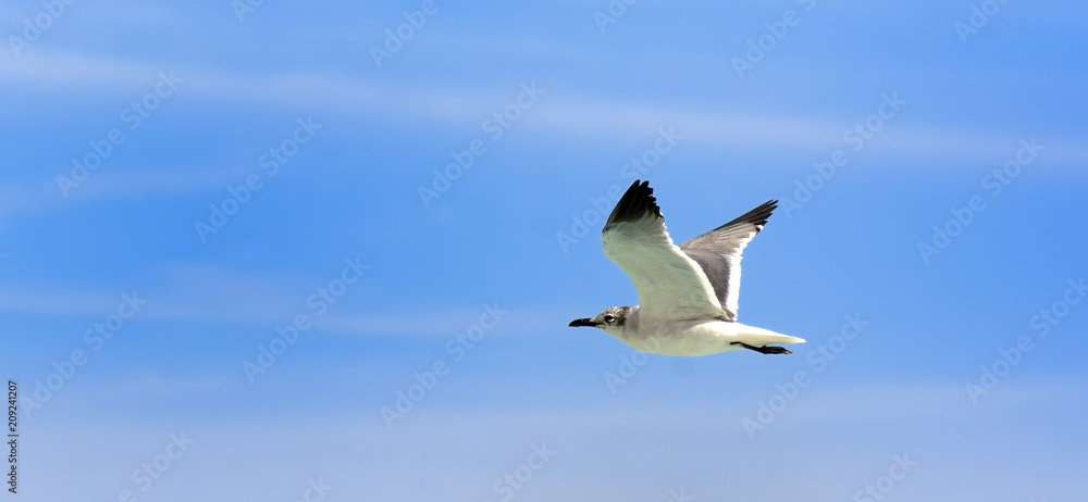 Obraz premium Gaviotas4