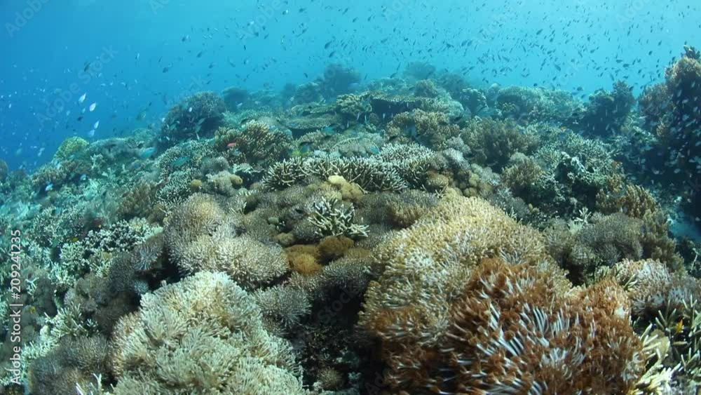 Healthy and Biodiverse Coral Reef in Alor, Indonesia Healthy and Biodiverse Coral Reef in Alor, Indonesia