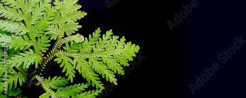 Closeup on rare type of  Selaginella fern isolated on black background with copy space.