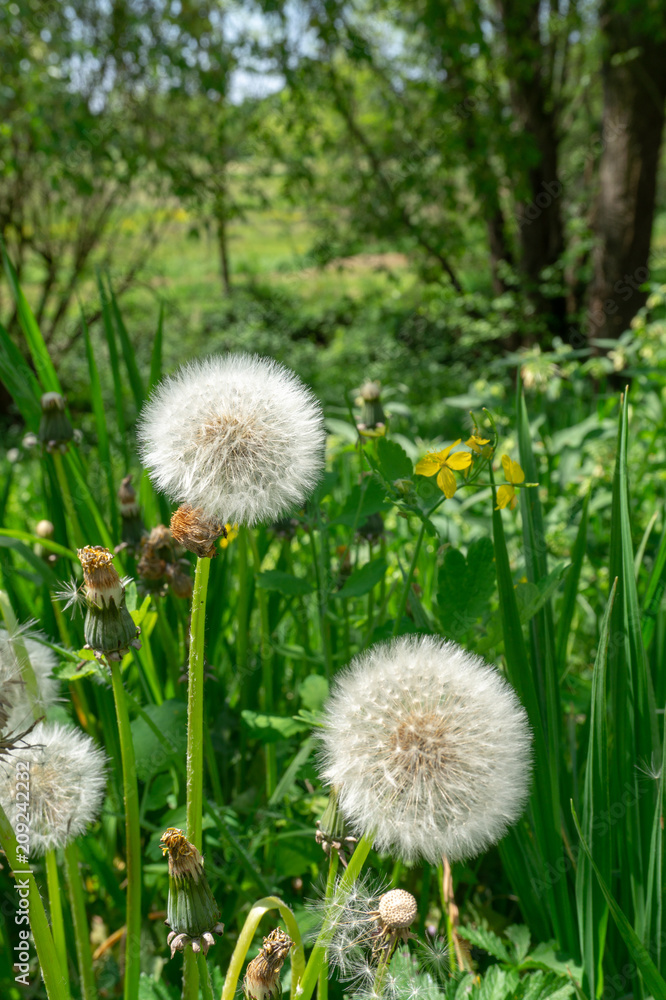Fototapeta premium Dandelion in a springy lawn