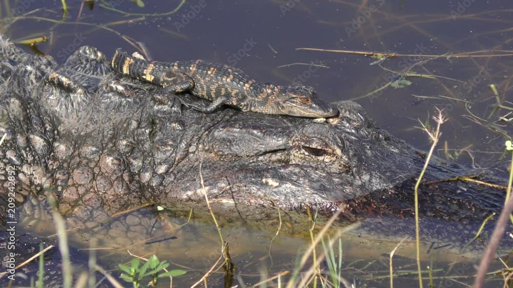 baby alligator sunning on its mother head in Florida lake baby alligator sunning on its mother head in Florida lake
